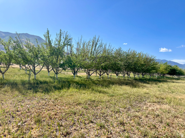 812 East Bates Cyn Road Tooele, UT 84074 - Photo 113 of 144 Expansive orchard featuring rows of mature fruit trees, verdant foliage, and mountainous backdrop