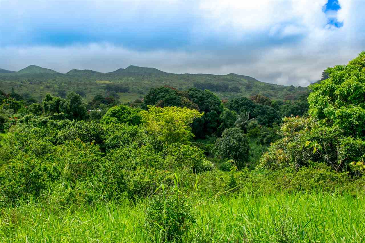 467 Kapia Road Hana, HI 96713 - Photo 12 of 22 a view of a lush green forest with trees in the background