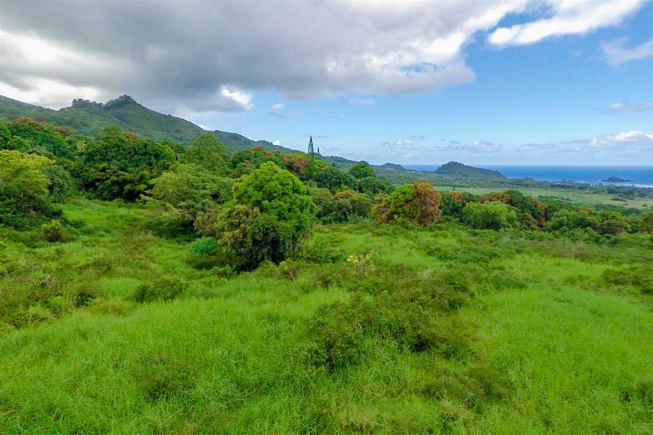 467 Kapia Road Hana, HI 96713 - Photo 5 of 22 a view of a green field with lots of plants in it