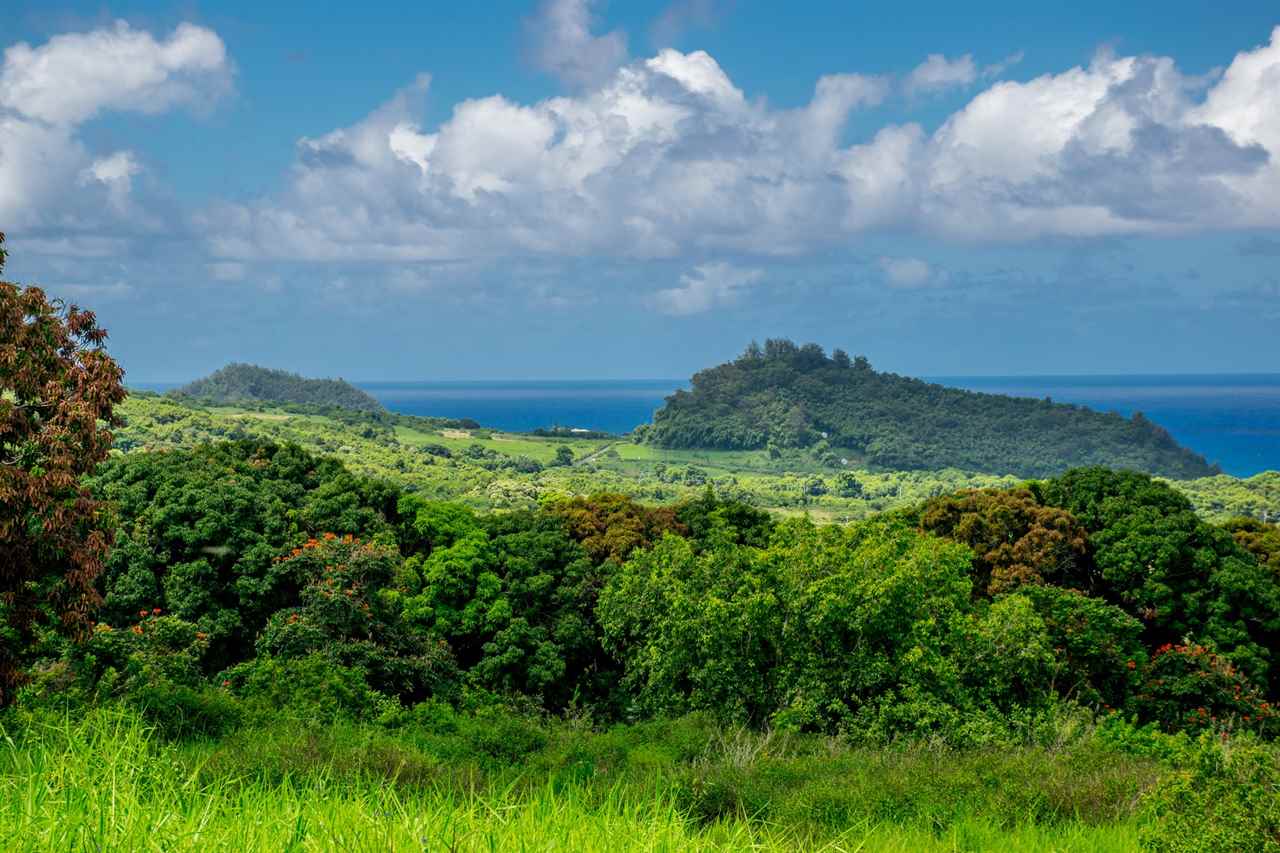 467 Kapia Road Hana, HI 96713 - Photo 9 of 22 a view of a bunch of trees and bushes