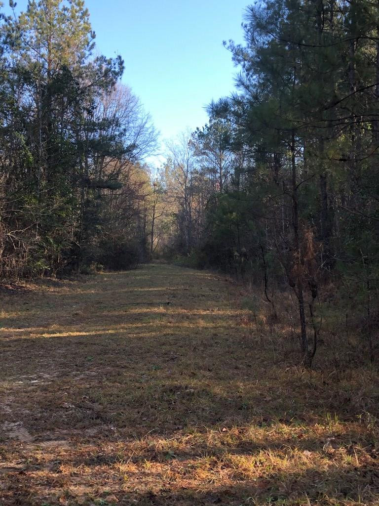 3305 Purvis To Columbia Road Lumberton, MS 39455 - Photo 5 of 18 Photo 5