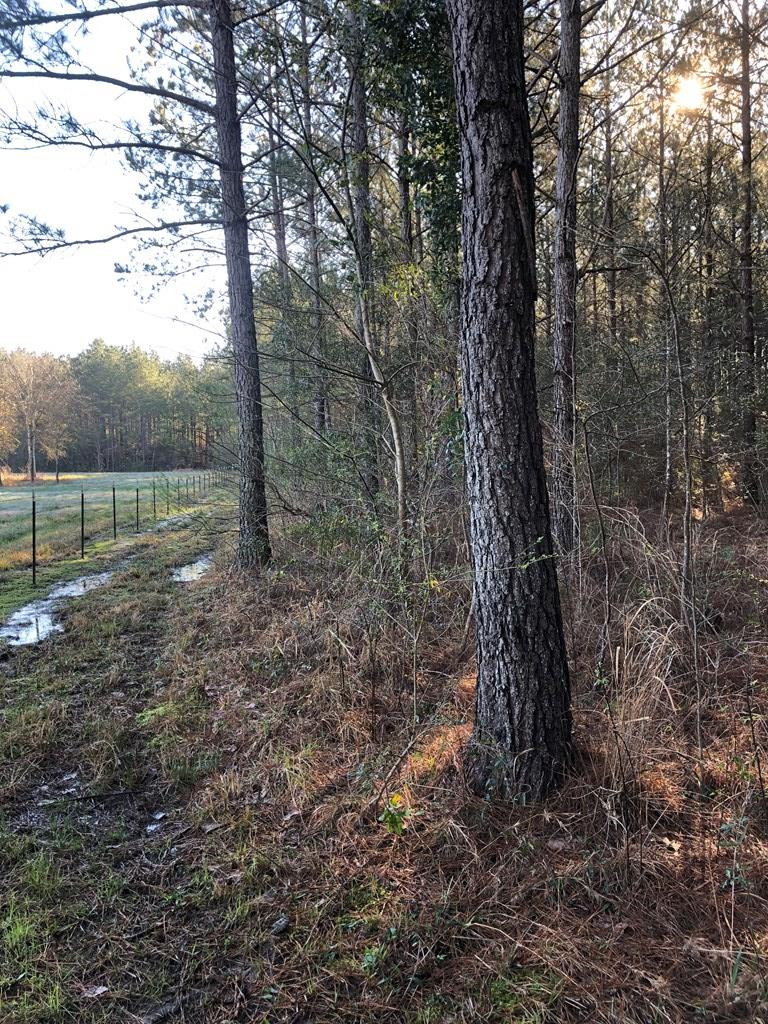 3305 Purvis To Columbia Road Lumberton, MS 39455 - Photo 9 of 18 Photo 9