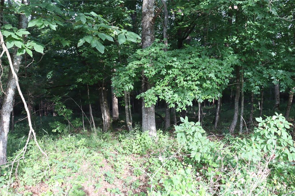 1970 Tanglefoot Farms Road Festus, MO 63028 - Photo 5 of 6
