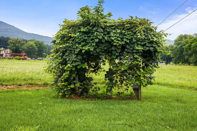 a front view of a house with a yard and trees