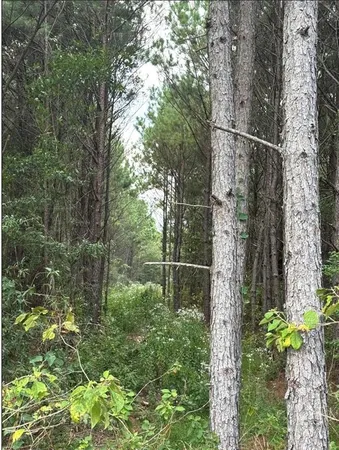 $199,900 | 1582 County Road 1582, Avinger, TX 75630