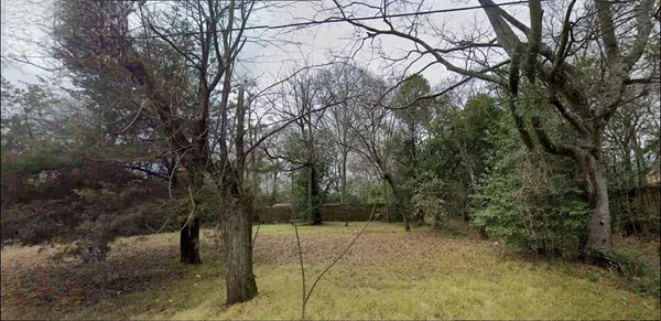 a view of a forest with trees