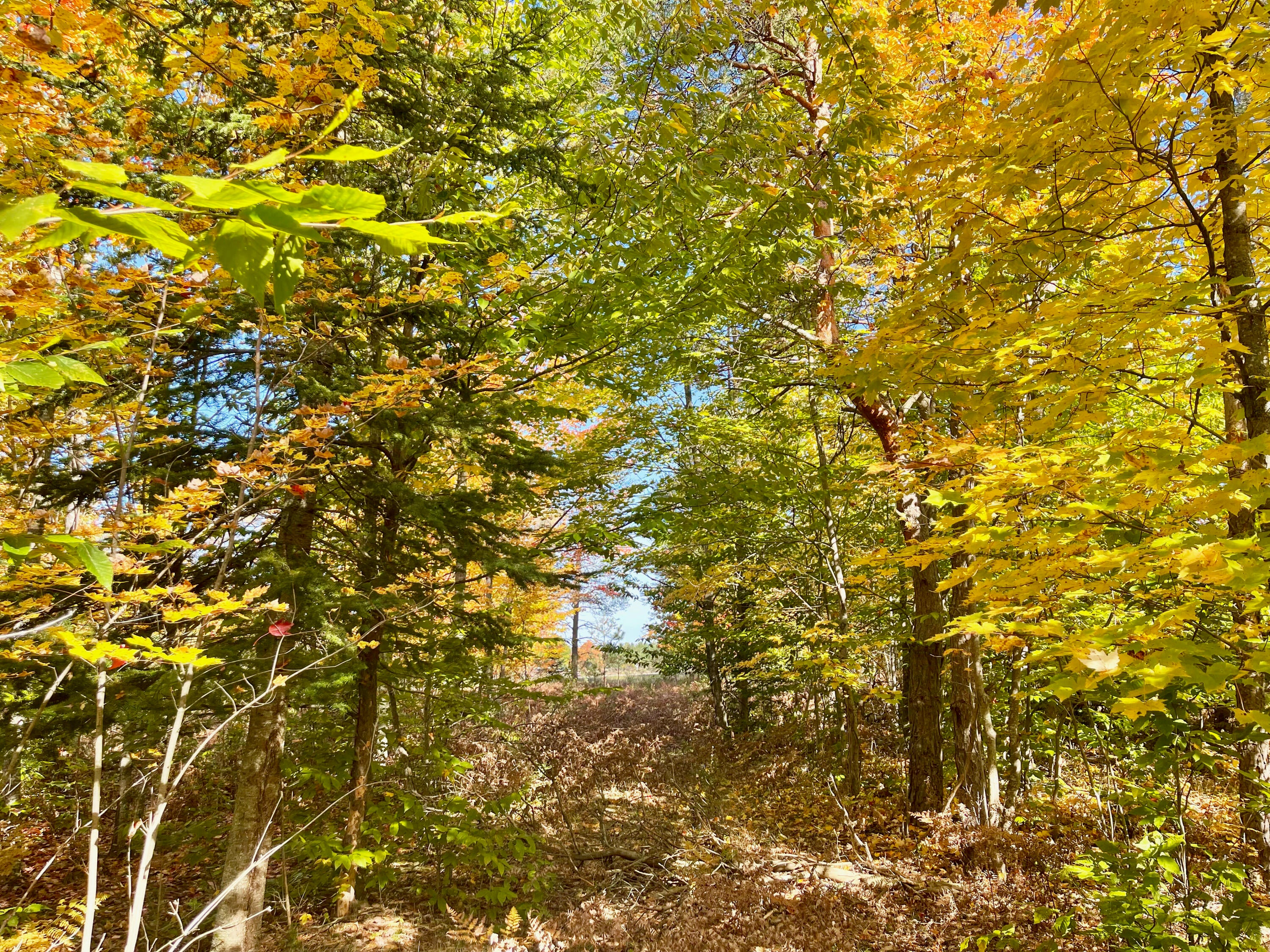 7853 Sparr Road Gaylord, MI 49735 - Photo 13 of 16 Gallery Image 13