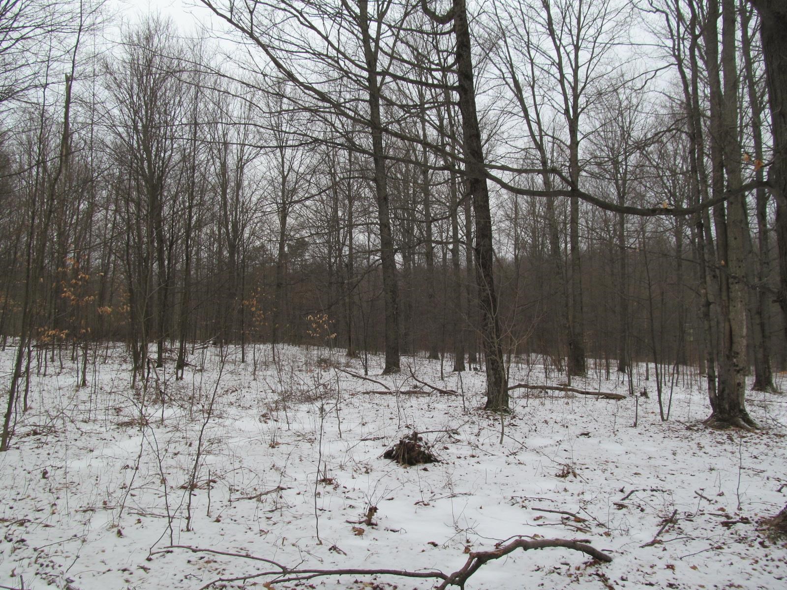 10-acres North 23 Road Mesick, MI 49668 - Photo 9 of 18
