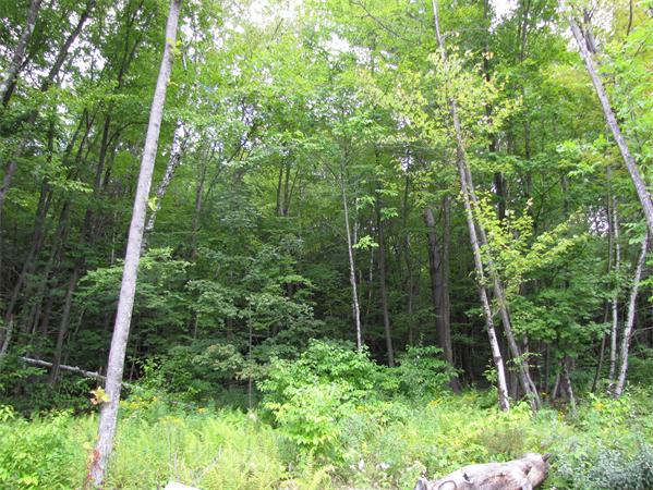 0 George Lamb Road Leyden, MA 01337 - Photo 1 of 1