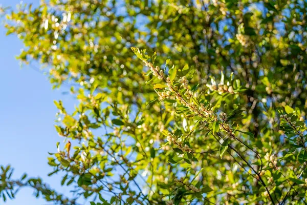 $3,050,000 | 11891 Brookglen Drive, Saratoga, CA 95070