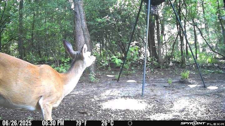 Tbd Tbd I-45 Teague, TX 75860 - Photo 5 of 8 a backyard of a house with lots of green space