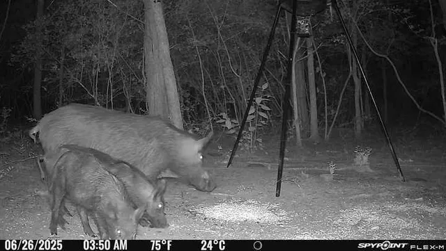 a close up of a dry yard