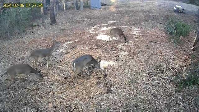 Tbd Tbd I-45 Teague, TX 75860 - Photo 7 of 8 a close up of a dry yard