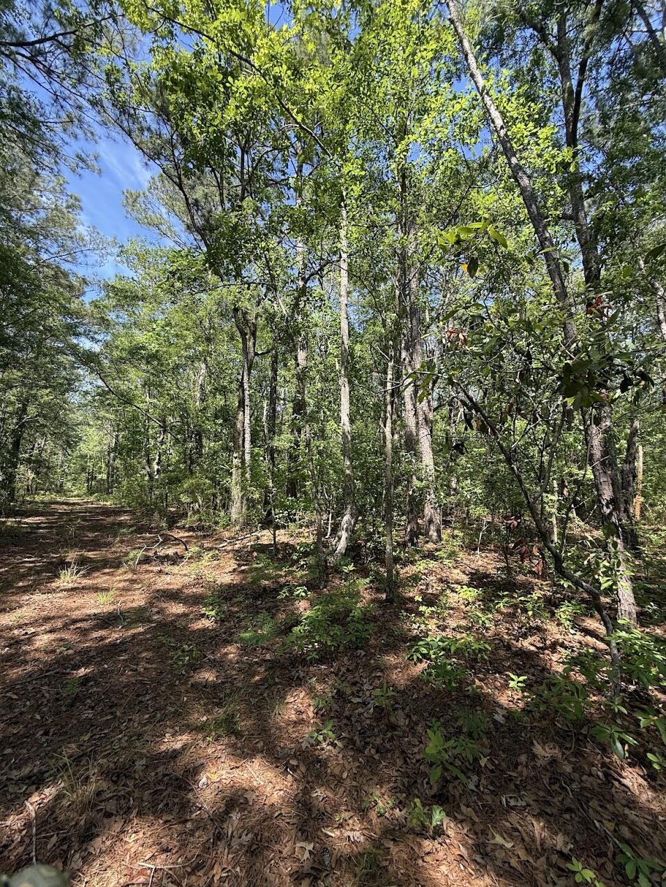 0 Moffett Road Hollywood, SC 29449 - Photo 7 of 13 IMG_0174