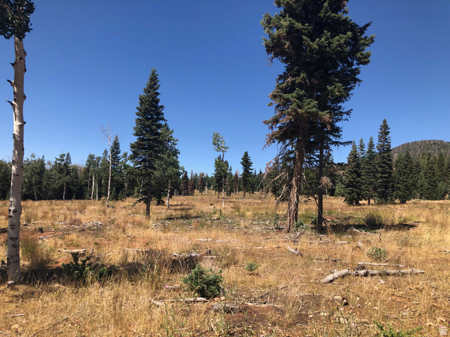 North Fork Road South Duck Creek Village, UT 84762 - Photo 1 of 17 View of wooded area