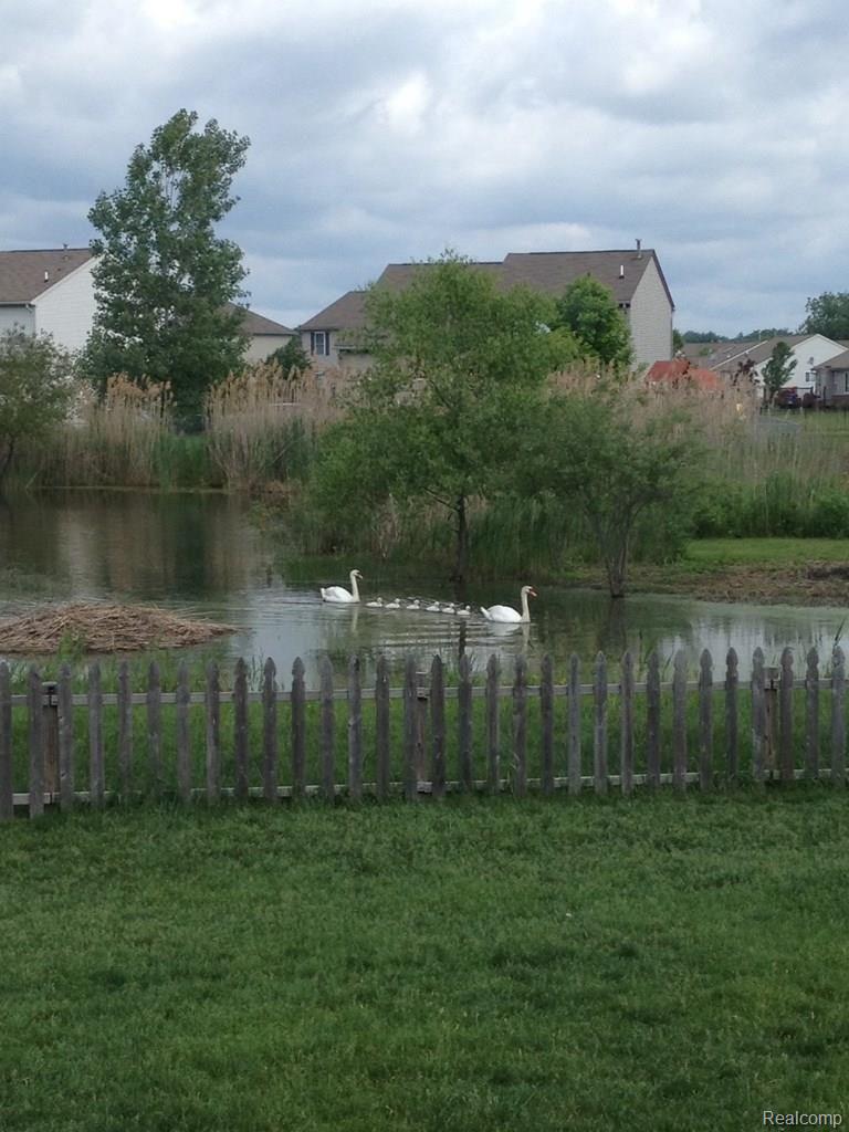 35837 Harvard Road New Baltimore, MI 48047 - Photo 50 of 50 spring swans.jpg
