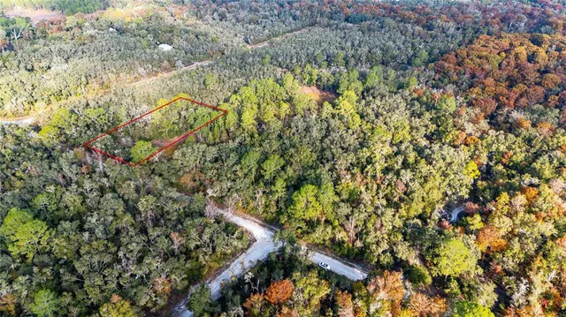 a view of a tree with a tree