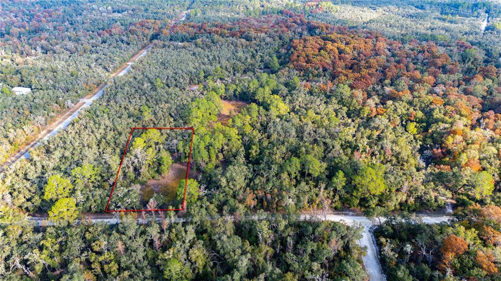 0 Rose Bloom Avenue Webster, FL 33597 - Photo 2 of 11 a view of a lush green forest with lots of trees