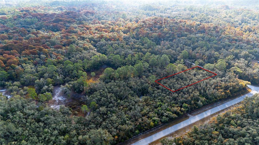 0 Rose Bloom Avenue Webster, FL 33597 - Photo 6 of 11 a view of a garden with flowers