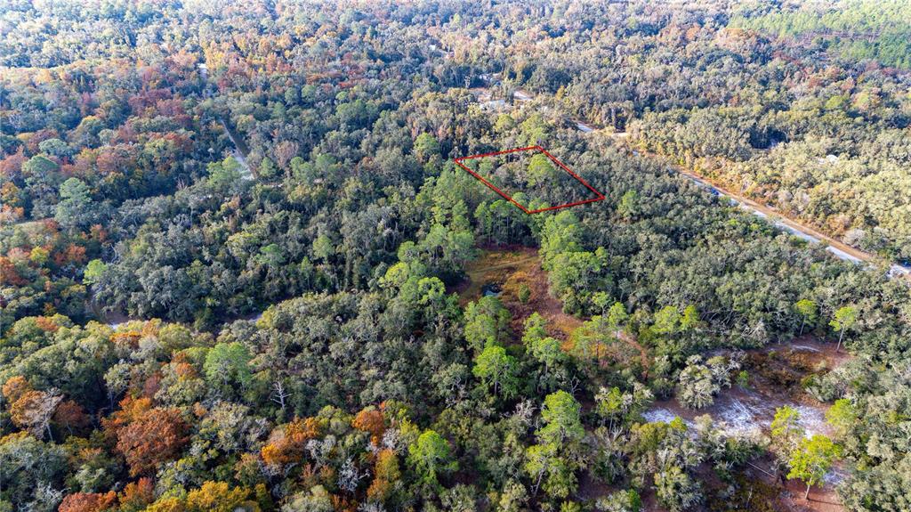0 Rose Bloom Avenue Webster, FL 33597 - Photo 8 of 11 a view of a forest with a tree