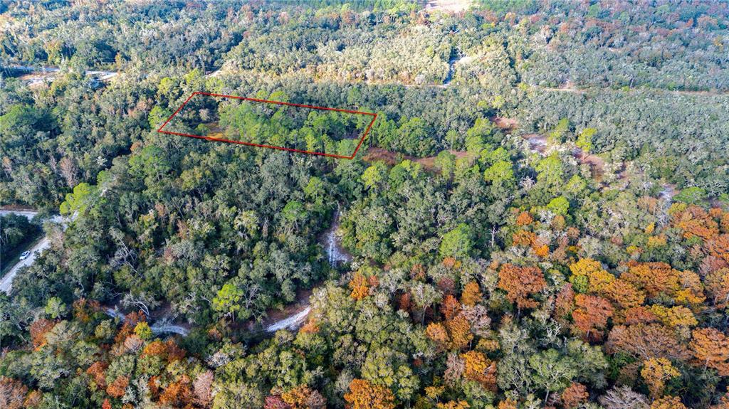 0 Rose Bloom Avenue Webster, FL 33597 - Photo 10 of 11 a view of a lush green forest