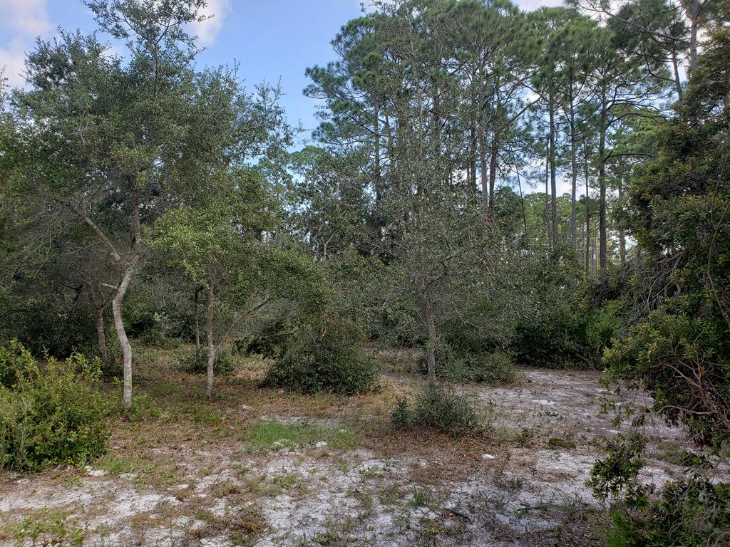 220 River Road Carrabelle, FL 32322 - Photo 6 of 37 Gallery Image 6