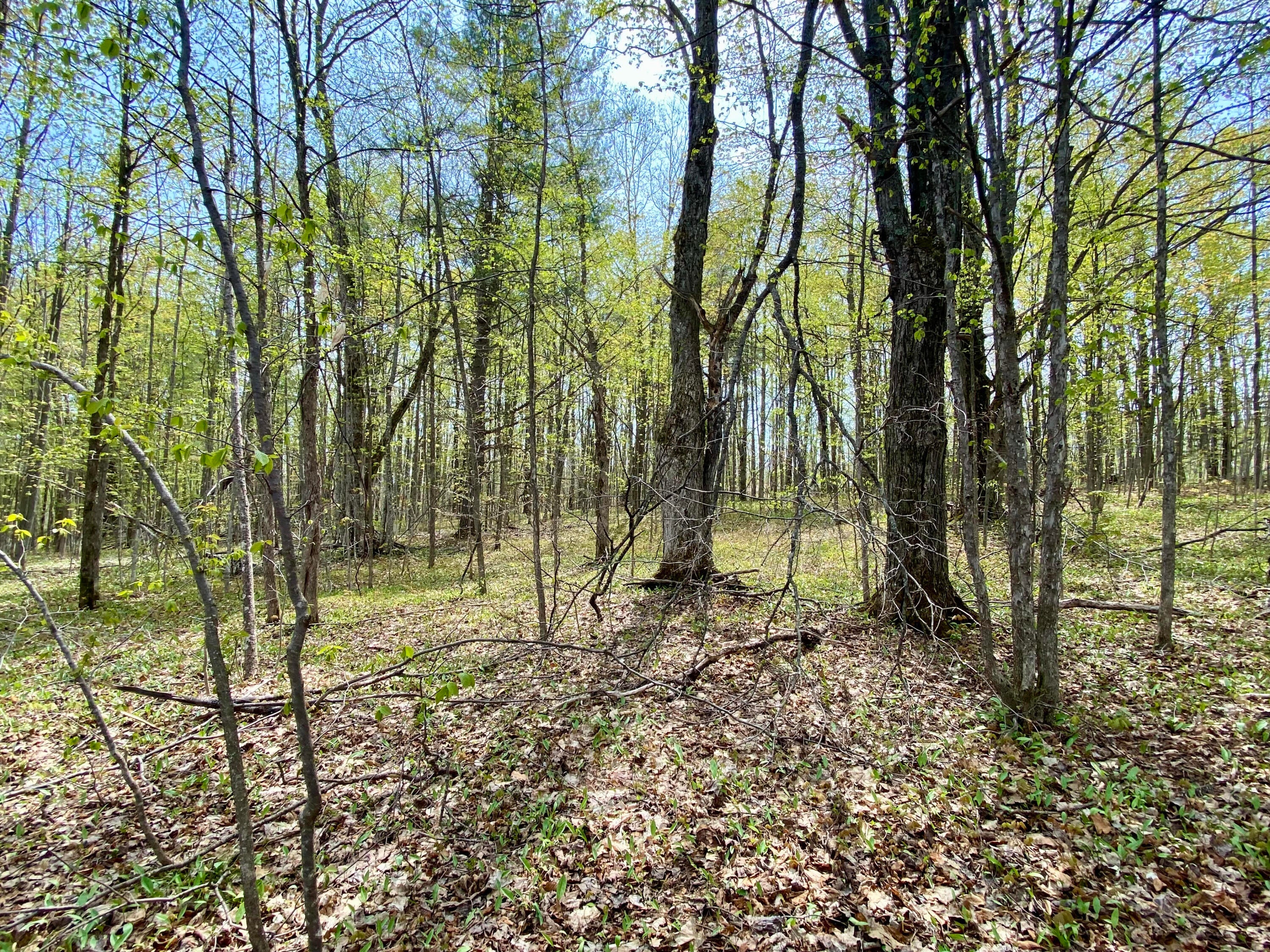 9.49-ac Hayes Tower Road Gaylord, MI 49735 - Photo 8 of 16 4
