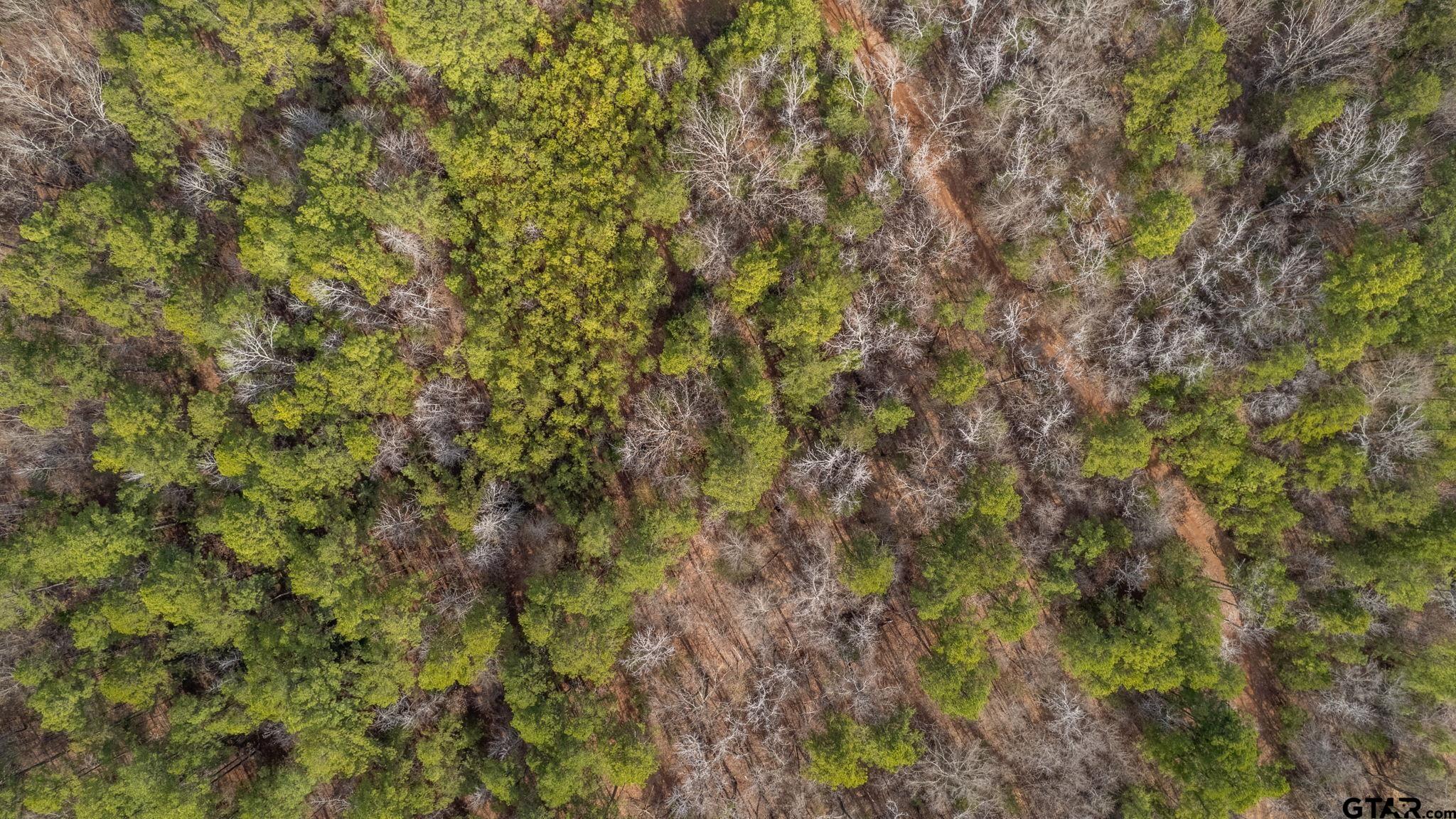 10351 County Road 383 Tyler, TX 75708 - Photo 14 of 33 a view of a tree