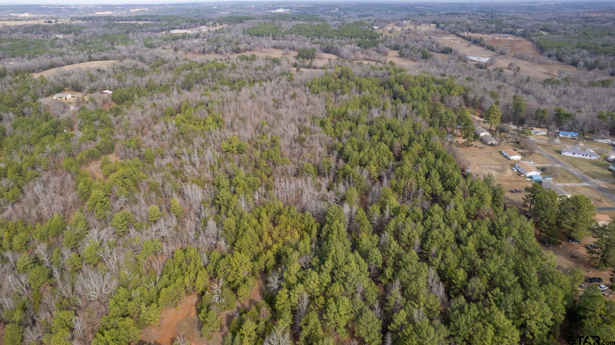 10351 County Road 383 Tyler, TX 75708 - Photo 6 of 33 a view of a forest with a lush green forest
