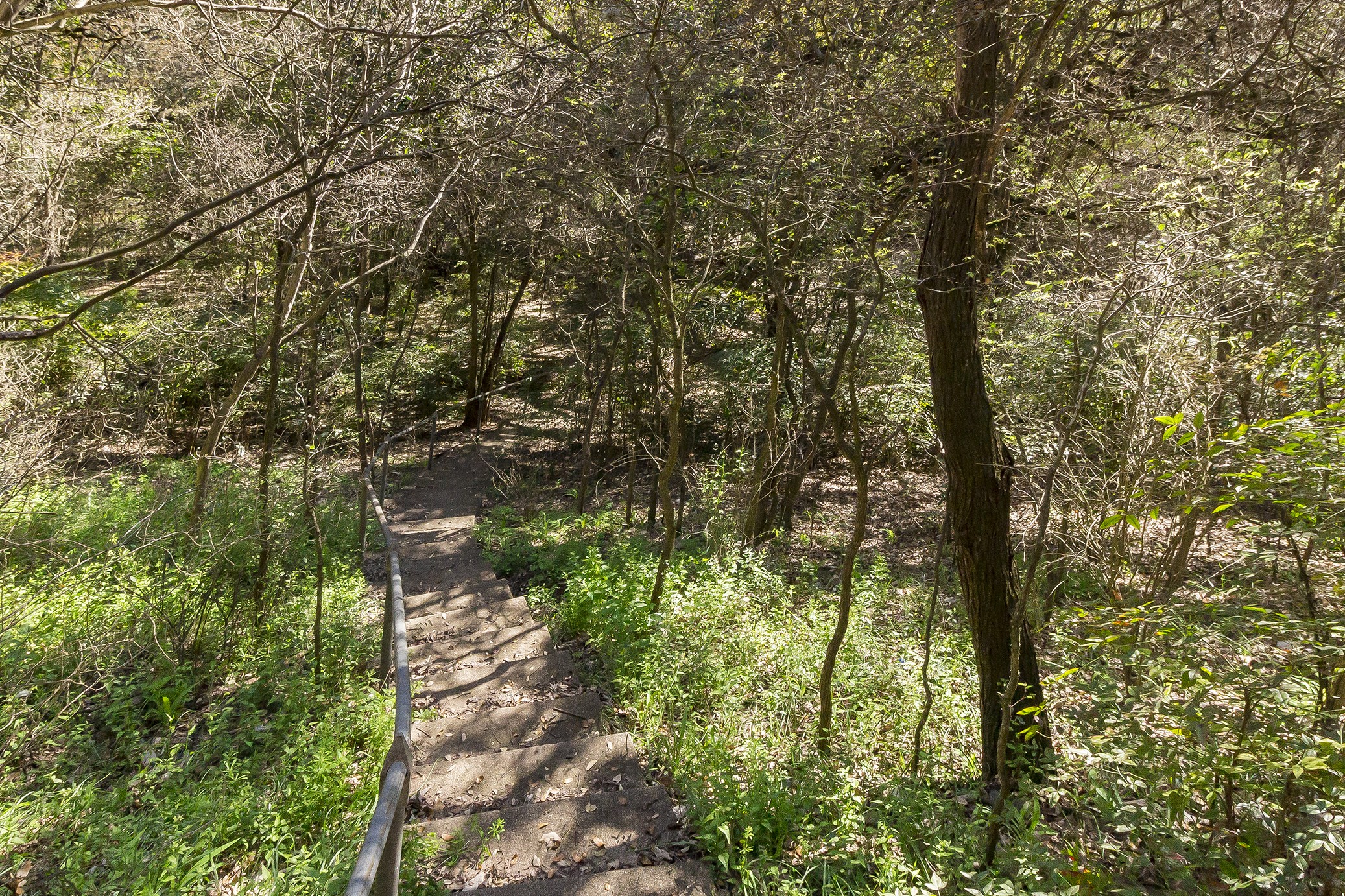 3509 River Road Austin, TX 78703 - Photo 38 of 40 Steps down to dry creek, greenbelt.