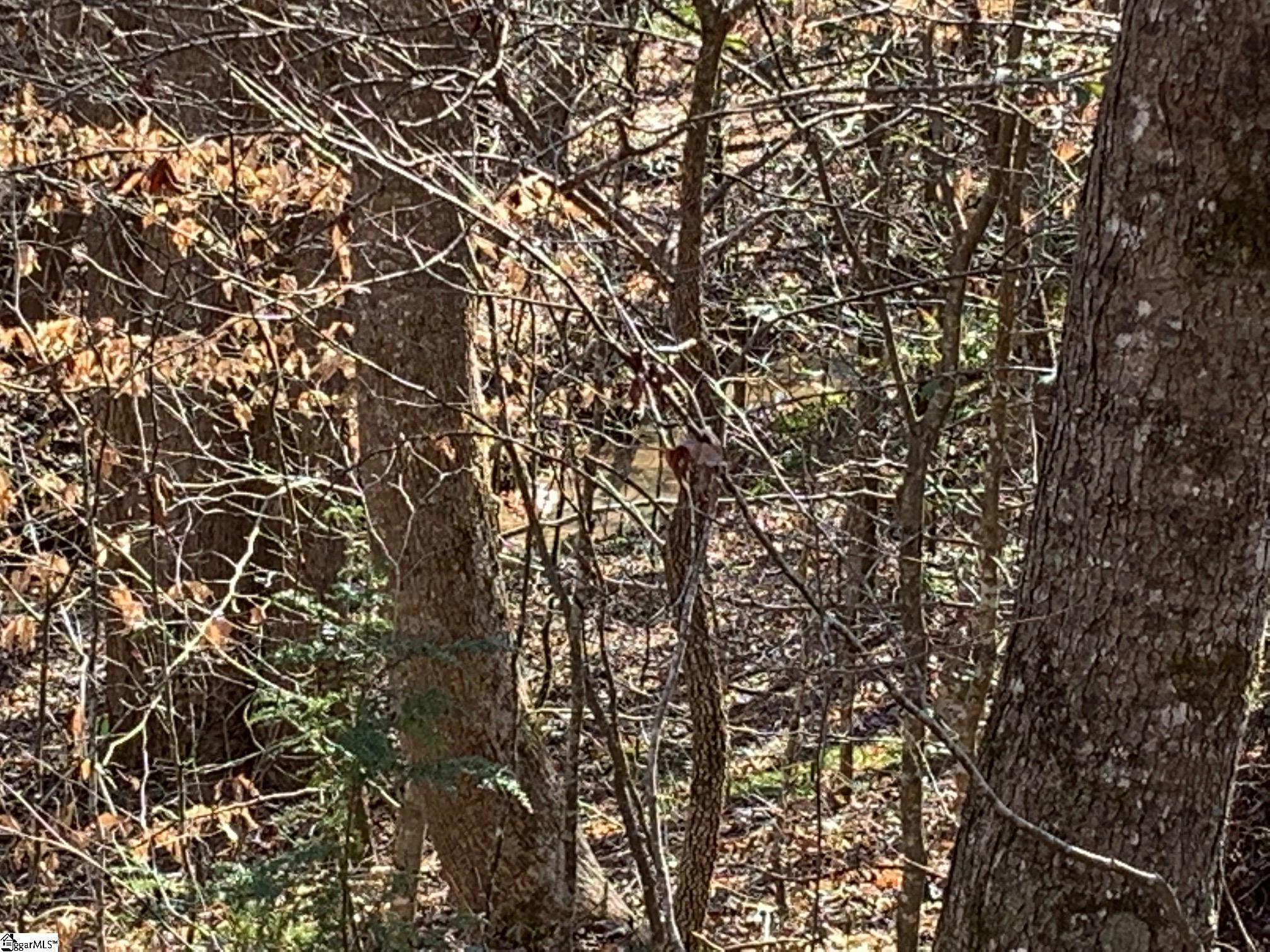 0 Saw Mill Road Marietta, SC 29661 - Photo 12 of 13