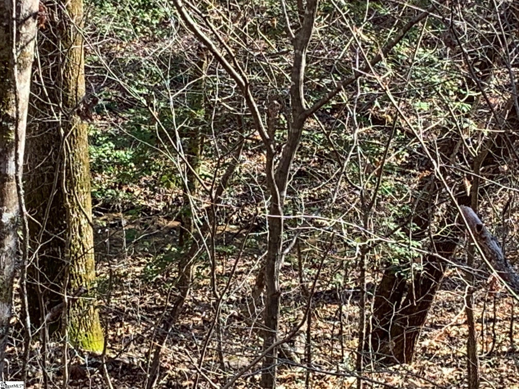 0 Saw Mill Road Marietta, SC 29661 - Photo 13 of 13