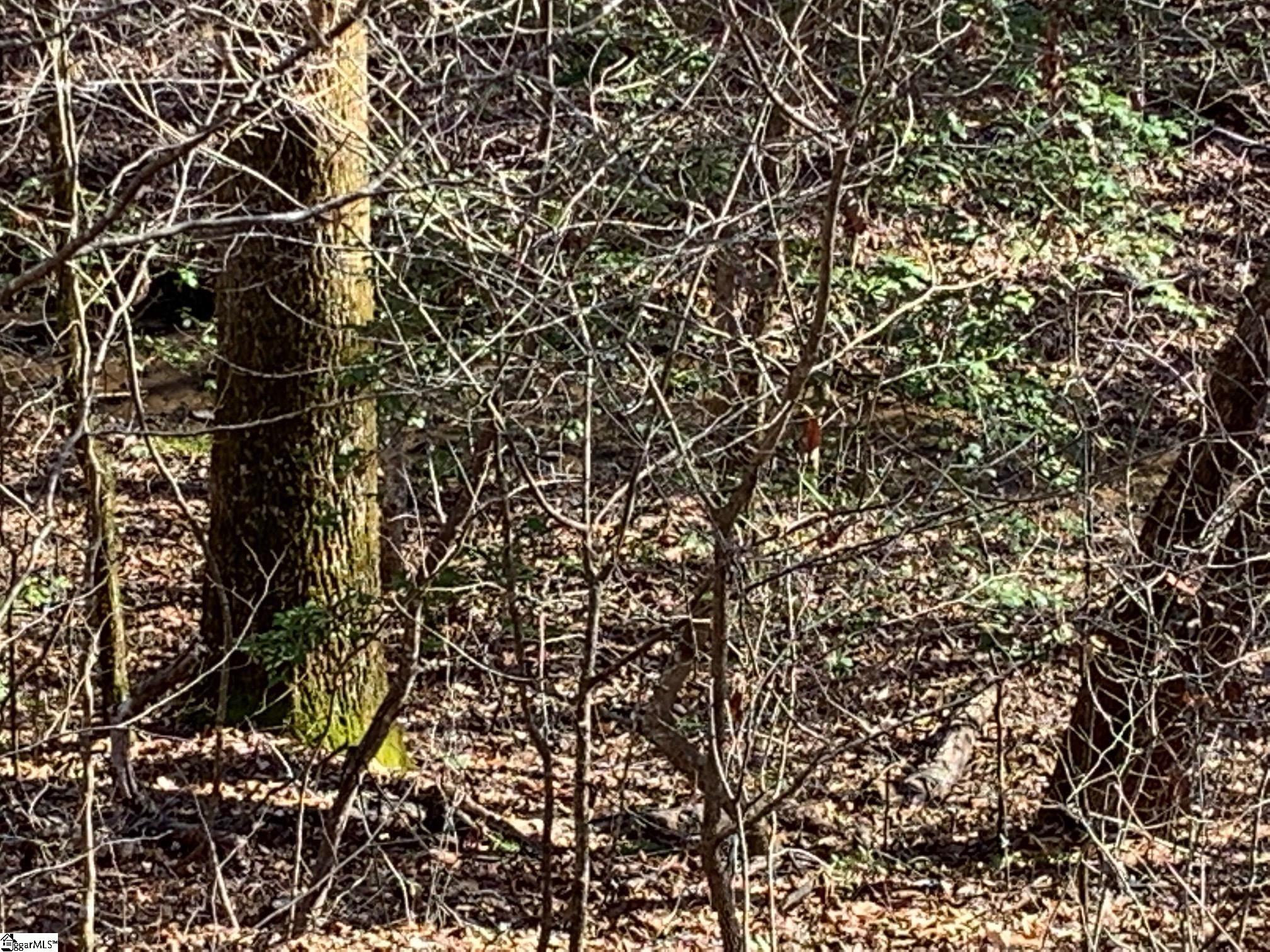 0 Saw Mill Road Marietta, SC 29661 - Photo 9 of 13