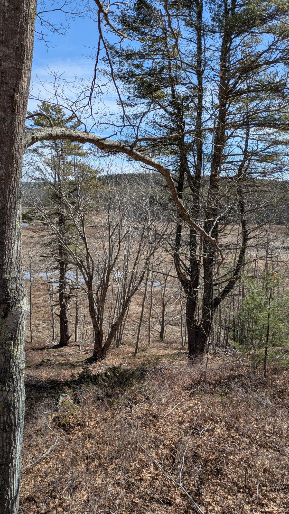 458 Bald Head Road Arrowsic, ME 04530 - Photo 39 of 39 PXL_20250322_163234504