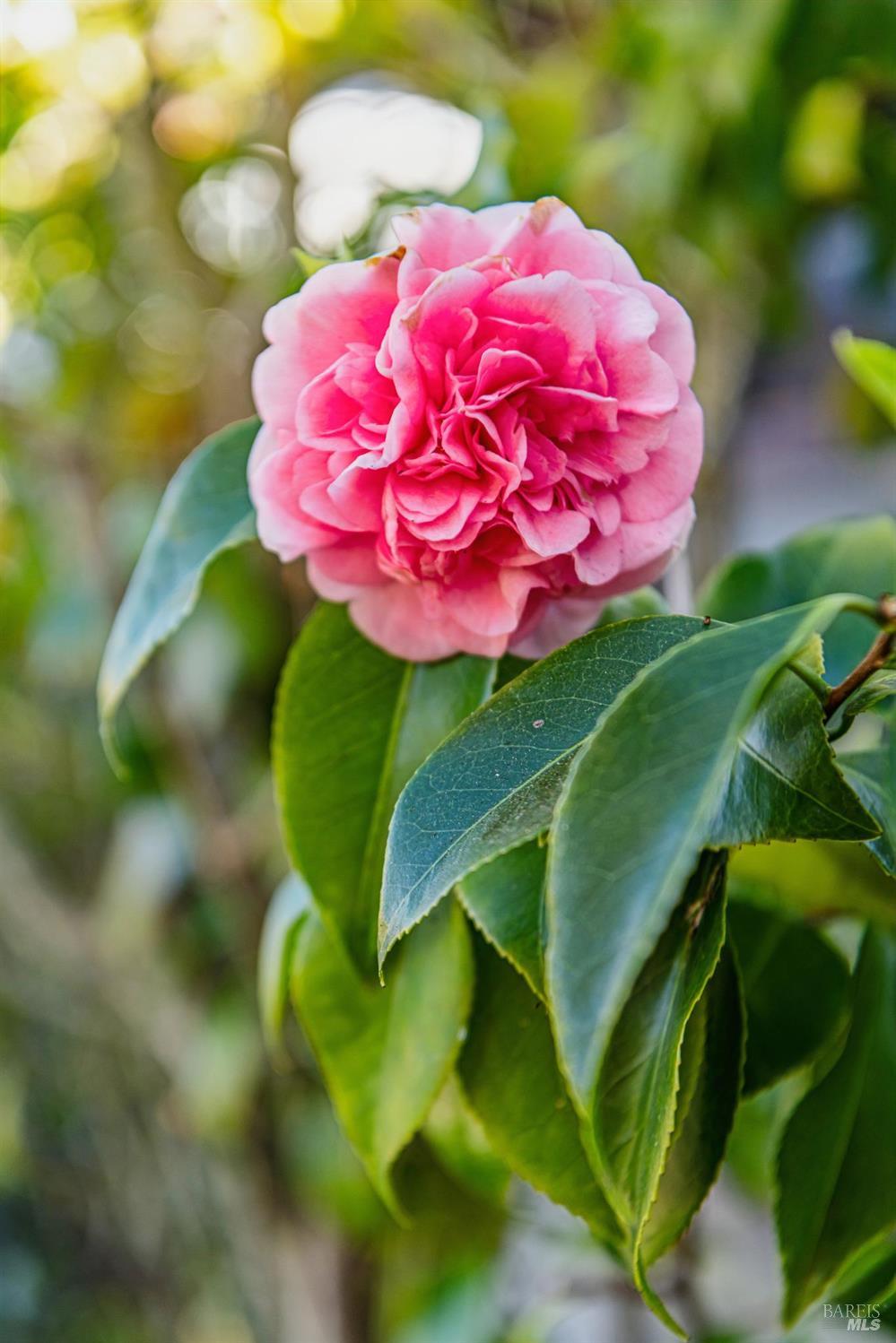 203 Scott Street Mill Valley, CA 94941 - Photo 34 of 34