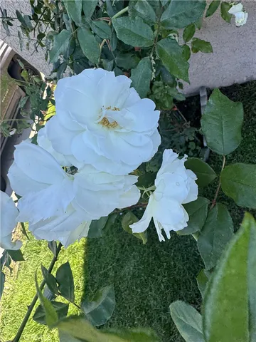 $2,700 | 3336 West 133rd Street, Hawthorne, CA 90250