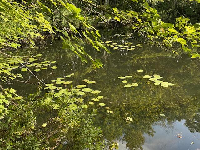 210 B Trues Pond Road Montville, ME 04941 - Photo 29 of 29 IMG_7841
