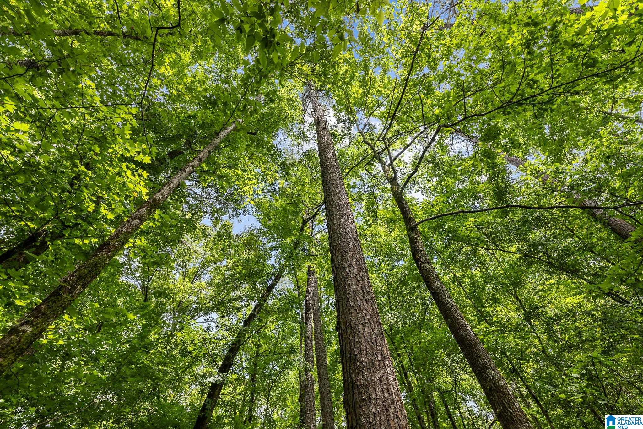 860 Sweet Apple Road Pell City, AL 35128 - Photo 54 of 62