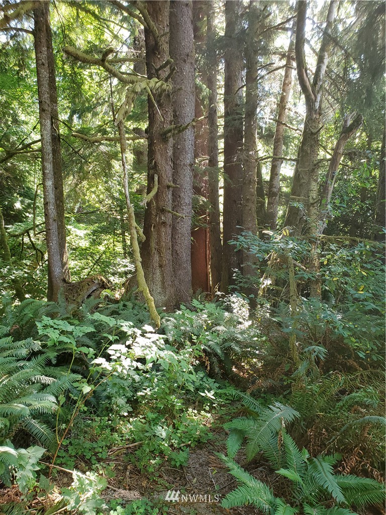9910 Goodman Mainline Road Forks, WA 98331 - Photo 11 of 16 Gallery Image 11