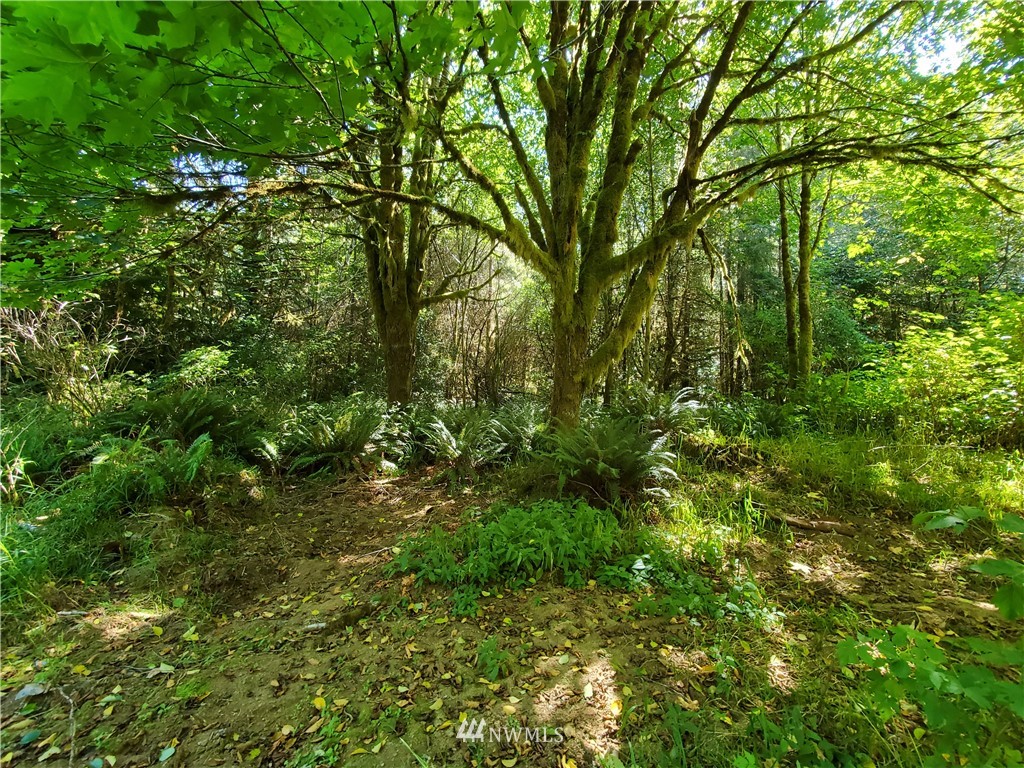 9910 Goodman Mainline Road Forks, WA 98331 - Photo 4 of 16 Gallery Image 4