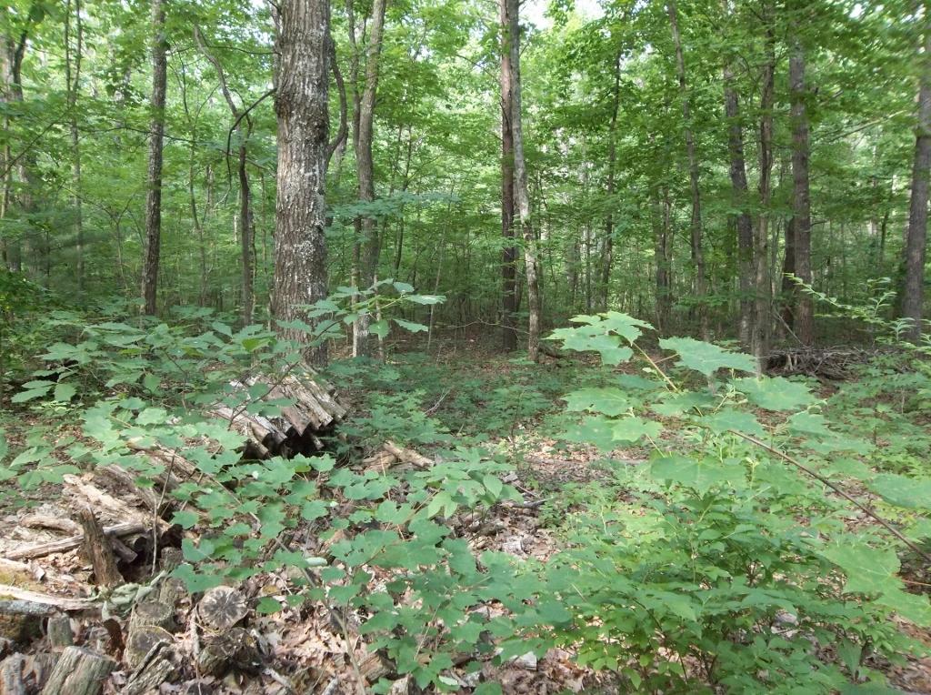 5 Lou Road, Unit 53 Pikeville, TN 37367 - Photo 13 of 22 18