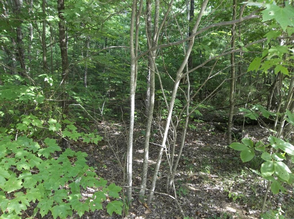 5 Lou Road, Unit 53 Pikeville, TN 37367 - Photo 3 of 22 8