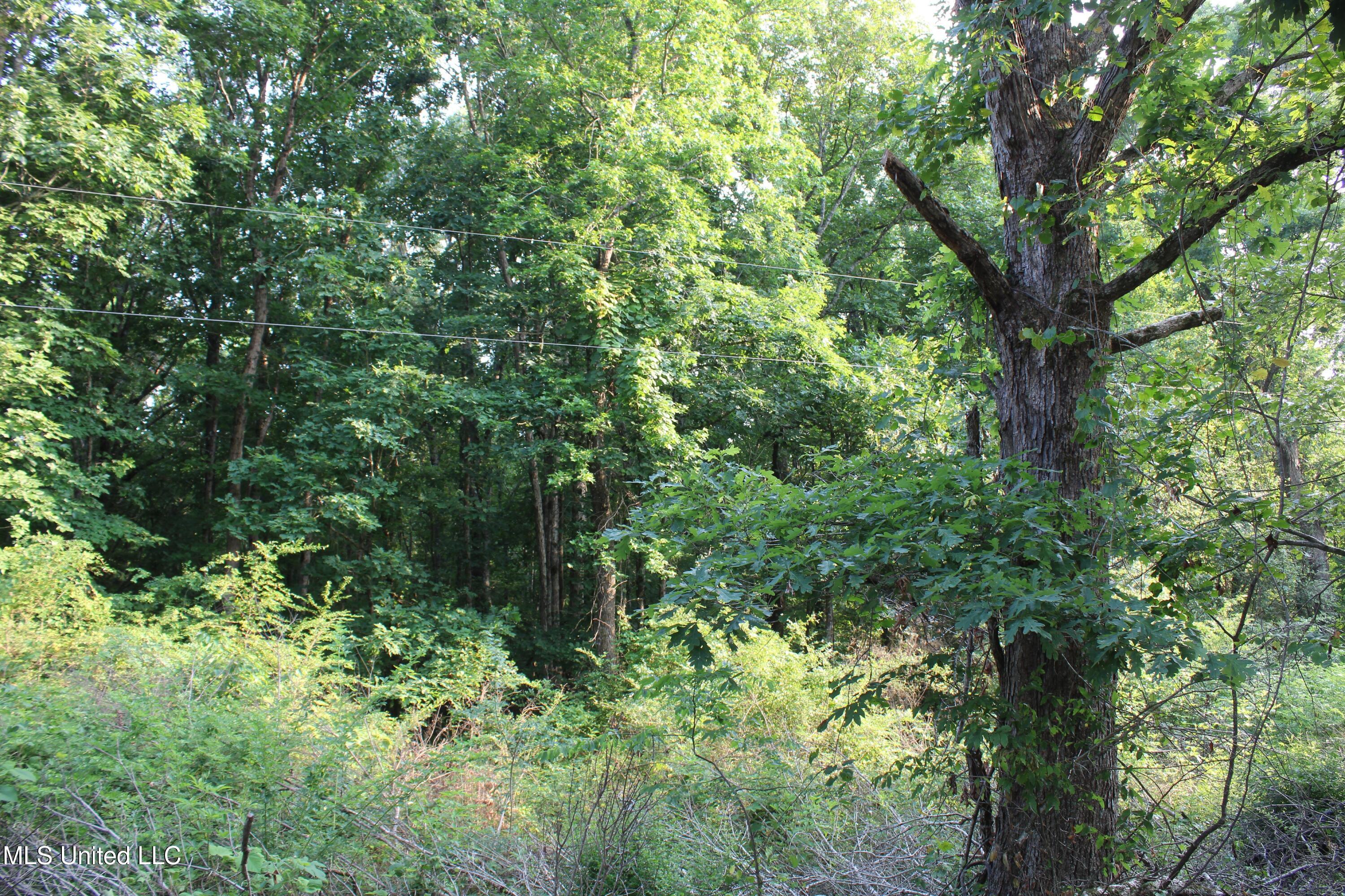 999 White's Crossing Road Holly Springs, MS 38635 - Photo 12 of 18 IMG_6186