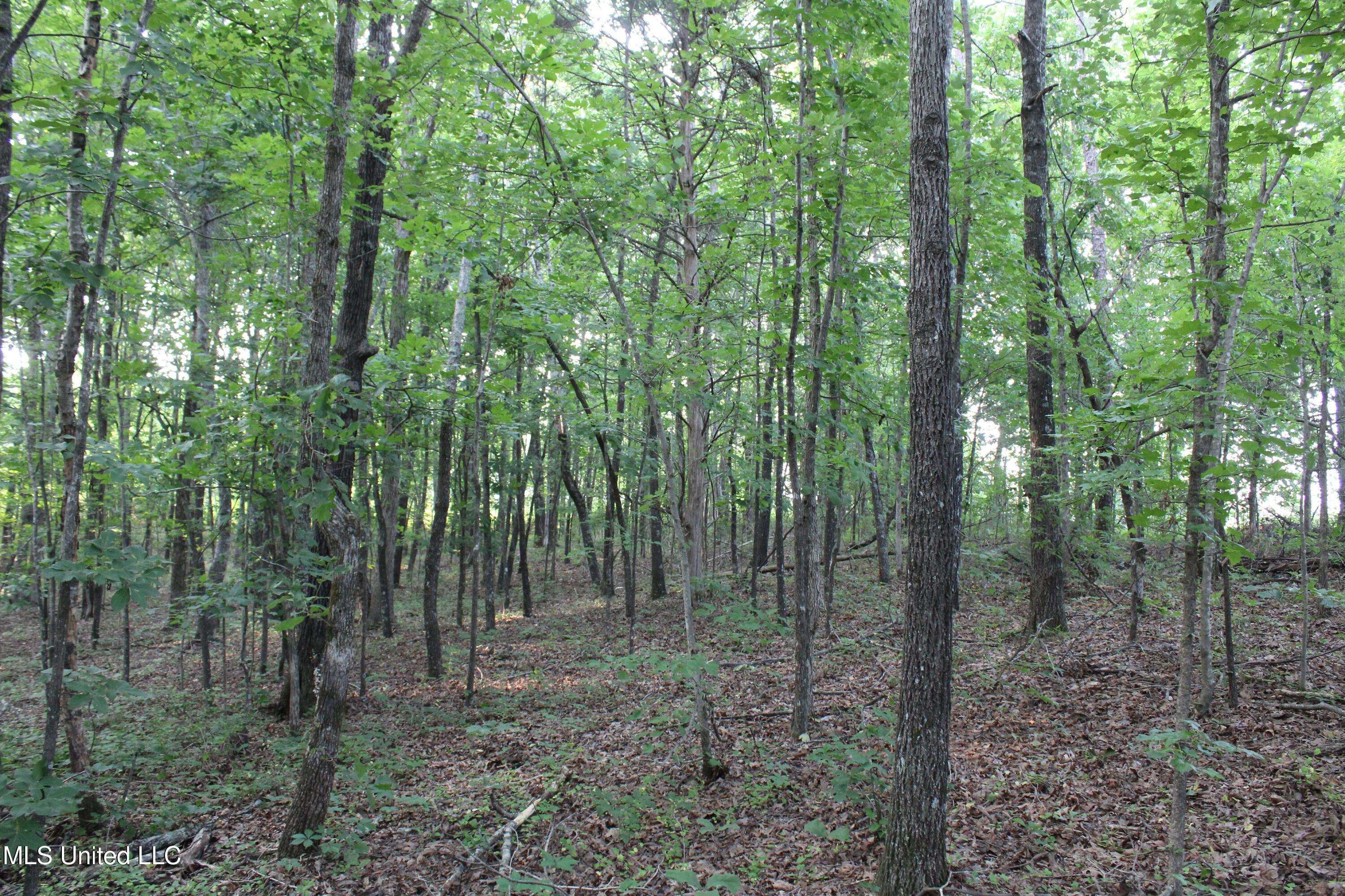 999 White's Crossing Road Holly Springs, MS 38635 - Photo 13 of 18 IMG_6191
