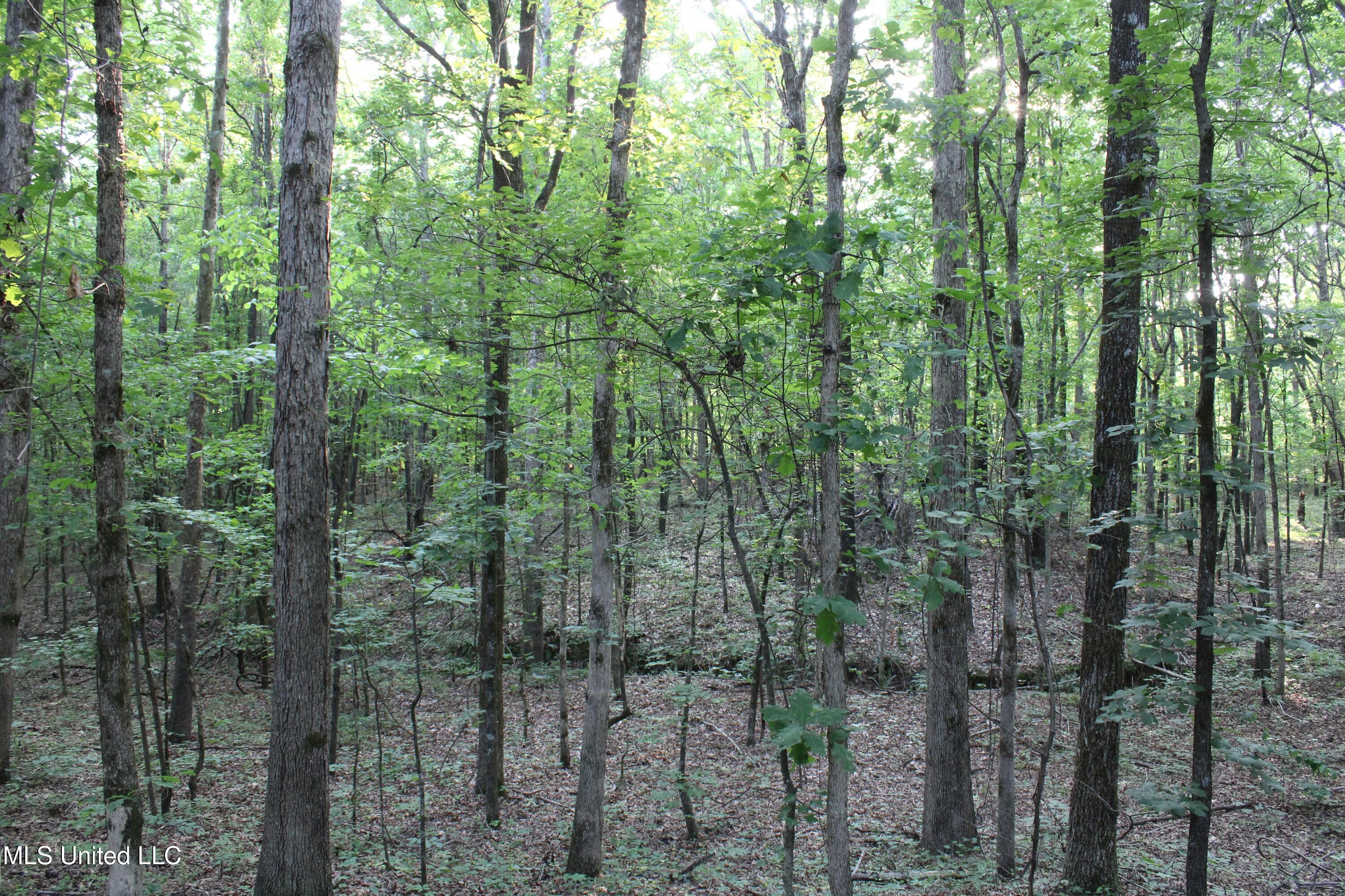 999 White's Crossing Road Holly Springs, MS 38635 - Photo 14 of 18 IMG_6192