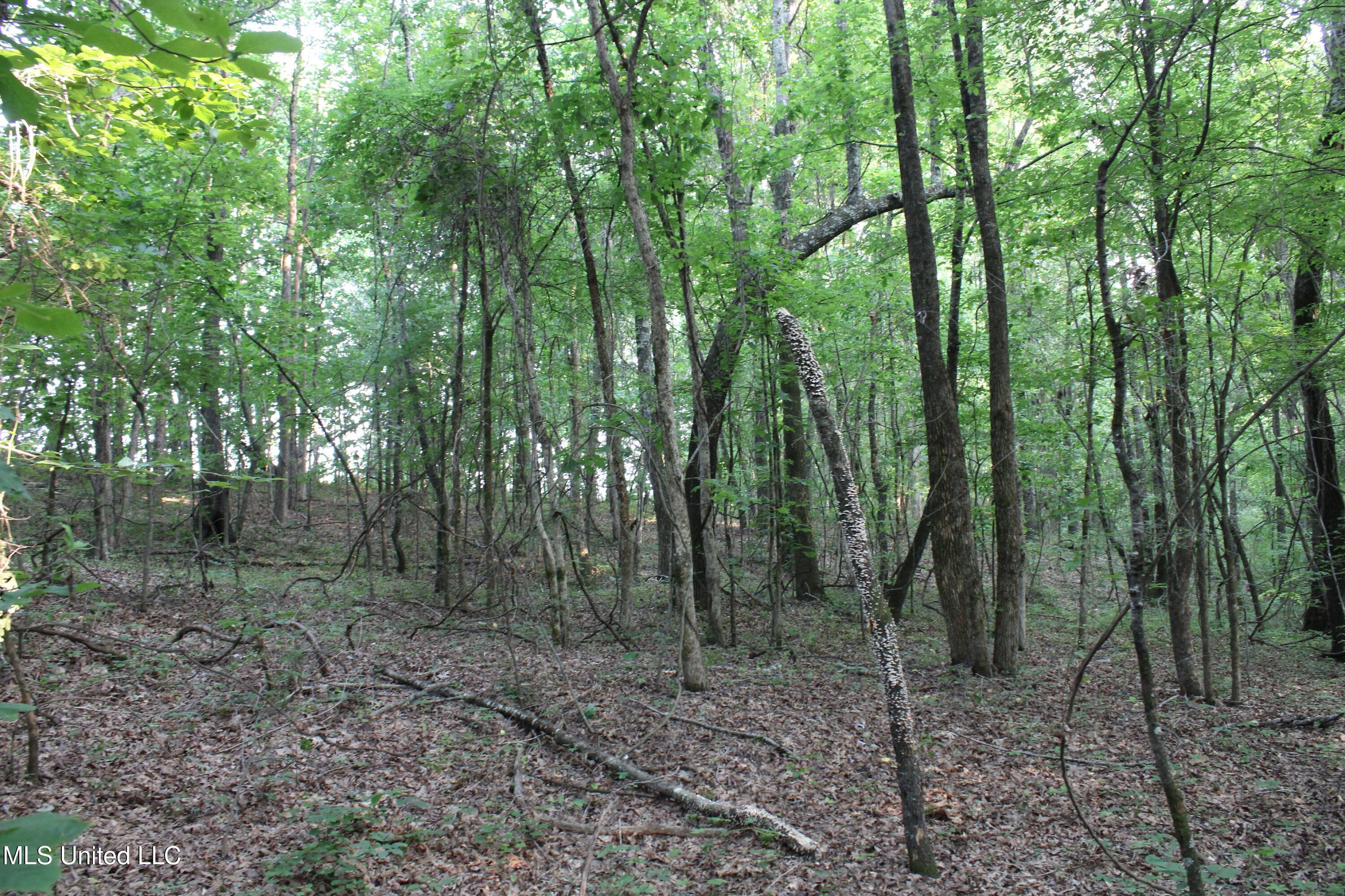999 White's Crossing Road Holly Springs, MS 38635 - Photo 15 of 18 IMG_6193