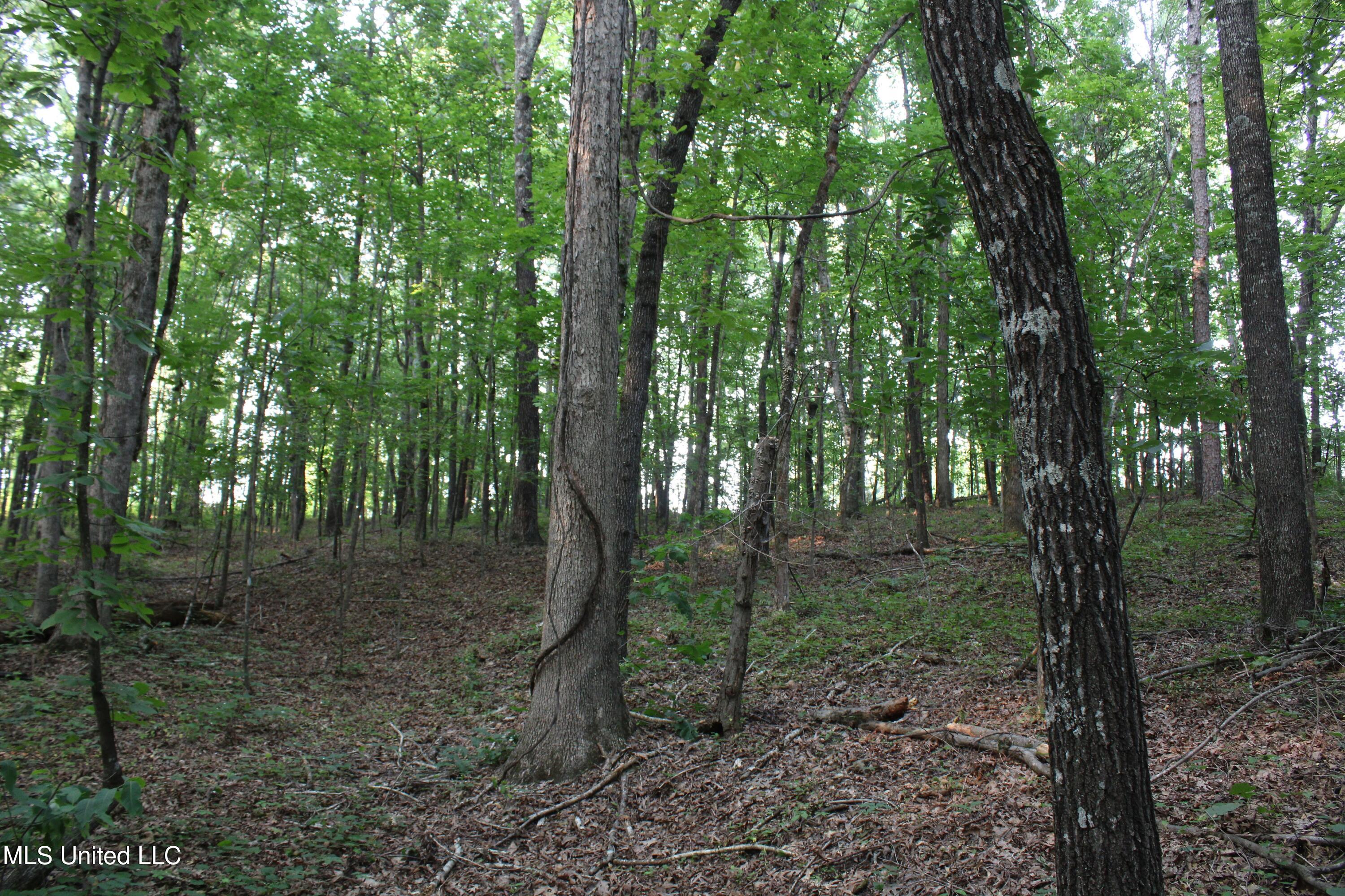 999 White's Crossing Road Holly Springs, MS 38635 - Photo 16 of 18 IMG_6194