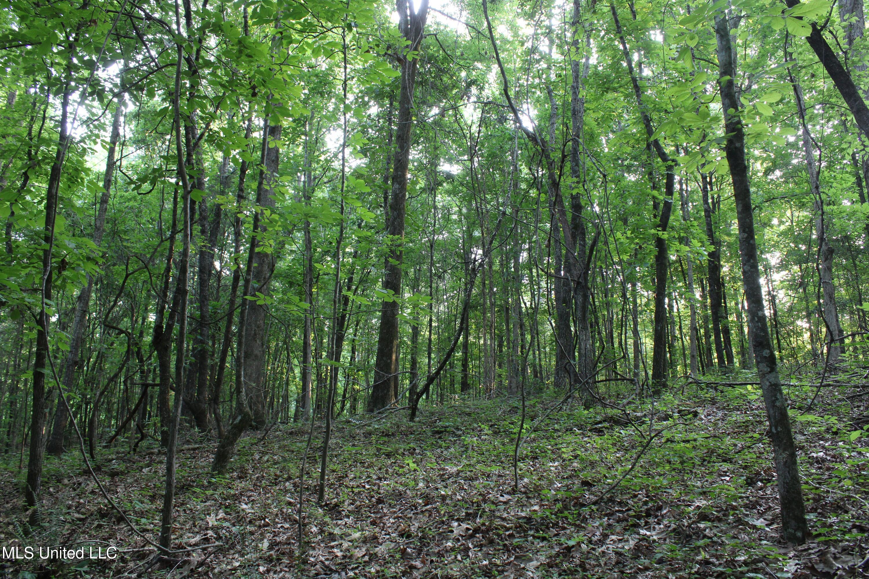 999 White's Crossing Road Holly Springs, MS 38635 - Photo 17 of 18 IMG_6196