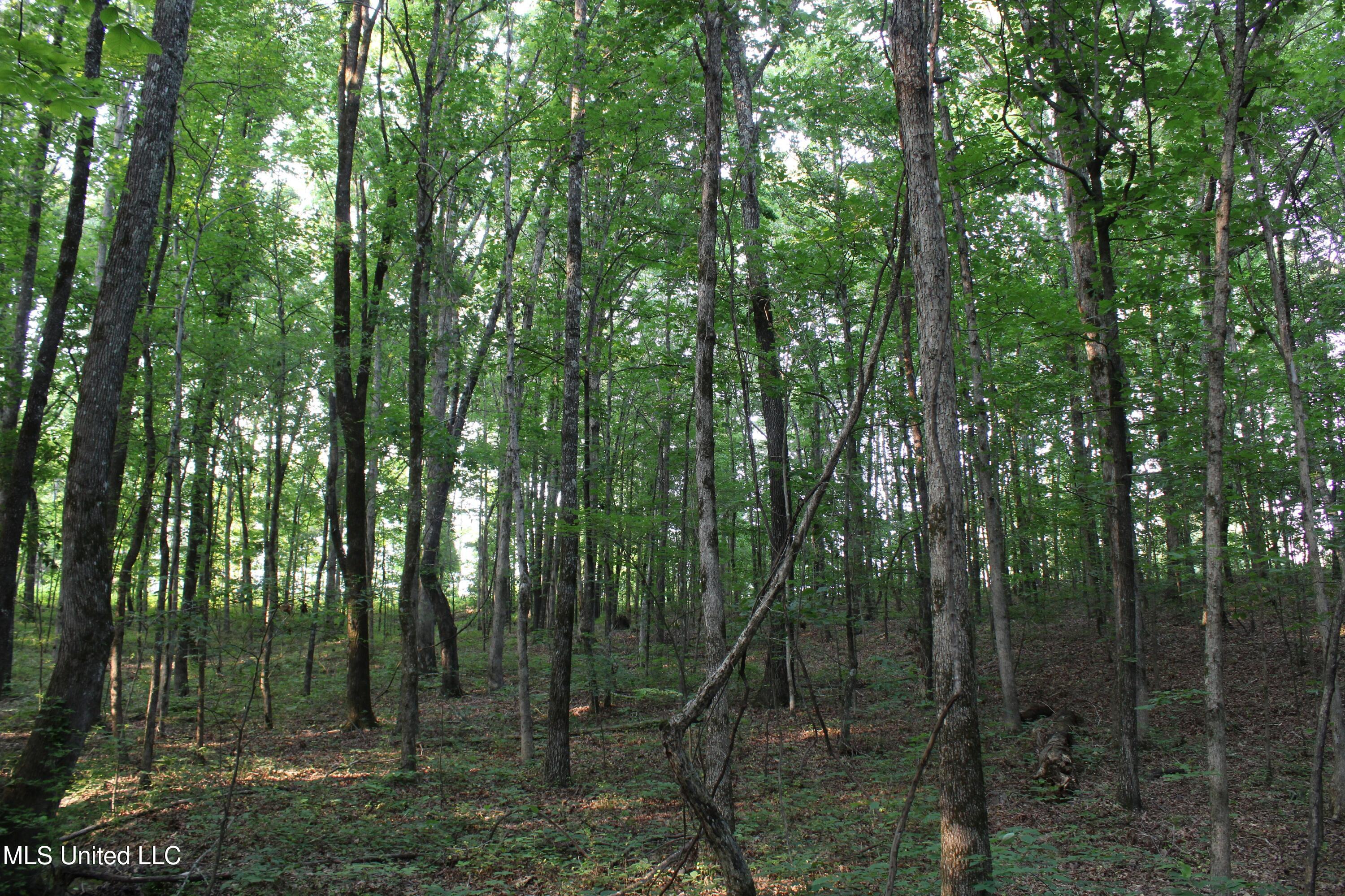 999 White's Crossing Road Holly Springs, MS 38635 - Photo 18 of 18 IMG_6197