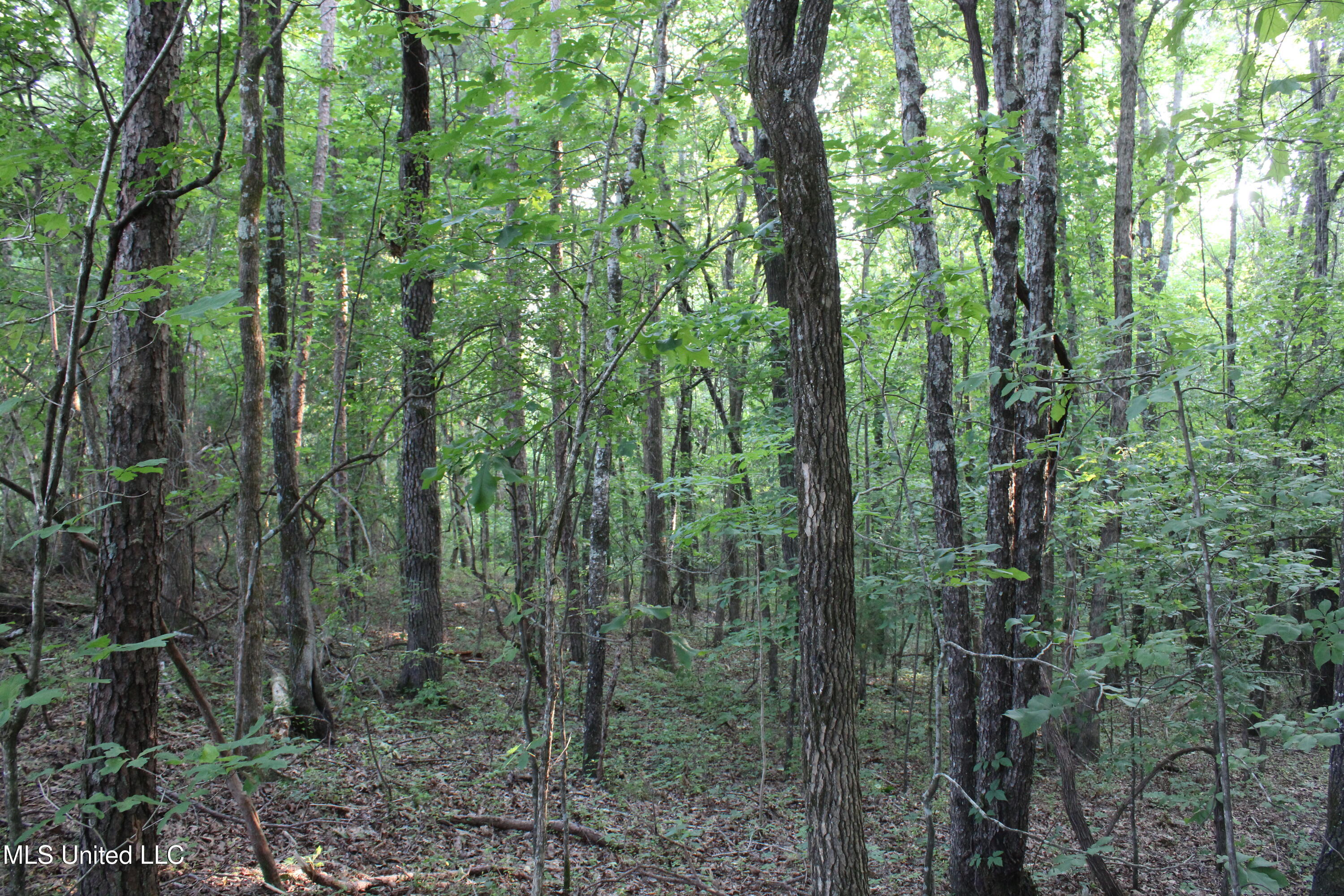 999 White's Crossing Road Holly Springs, MS 38635 - Photo 5 of 18 IMG_6189